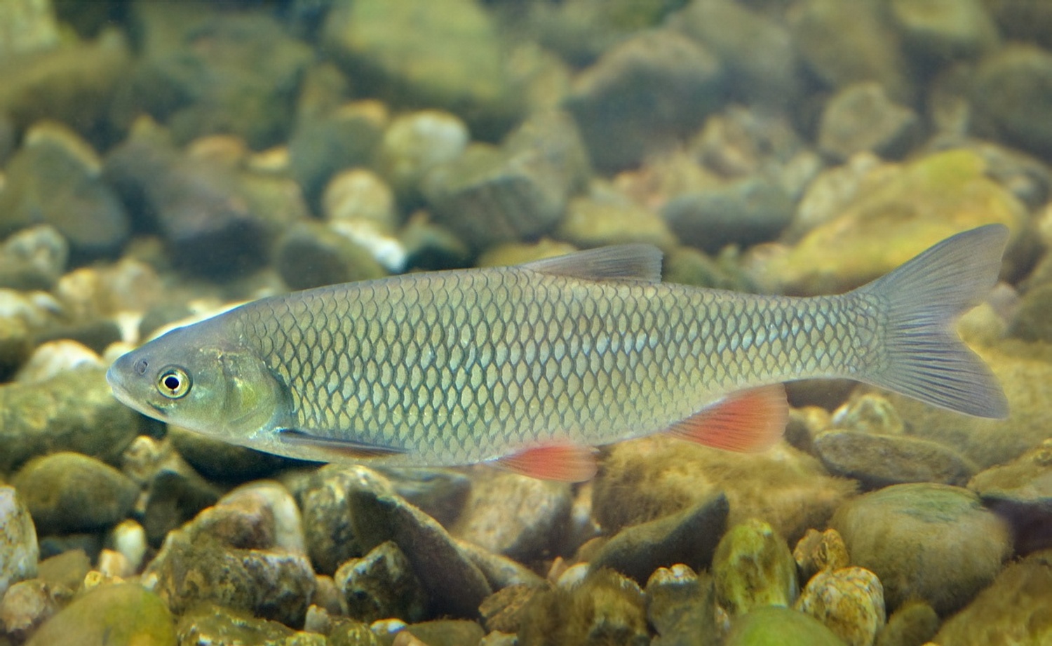 (Squalius) Род СКВАЛИУСЫ 35 видов